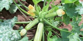 How to plant and care for zucchini to get a rich harvest