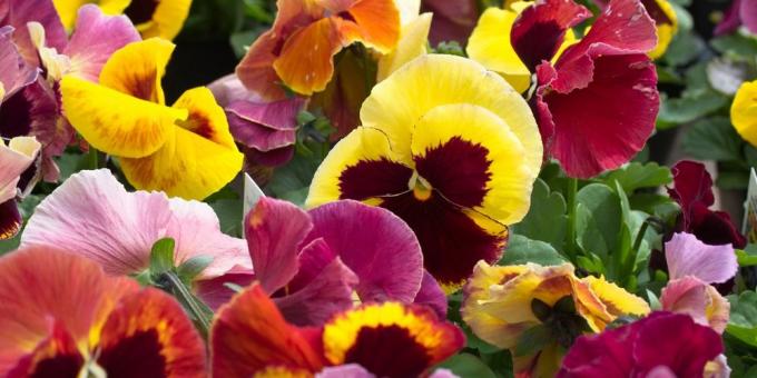 Flowers on the balcony: viola