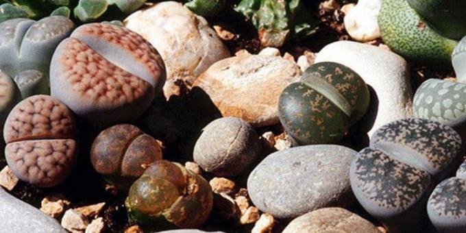 Succulents: living stones