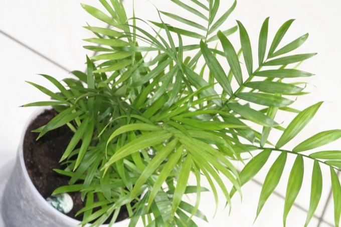 Indoor plants for air purification