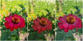 Photo Battle: Camera comparison between Huawei P50, Pixel 6 and iPhone 11