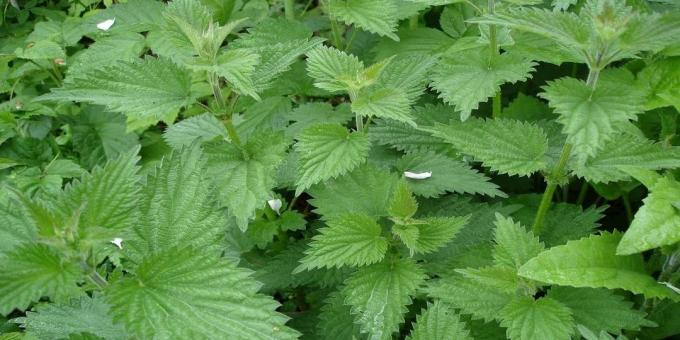 Nettle