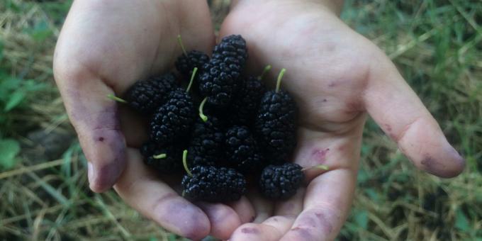 Black mulberry (mulberry)