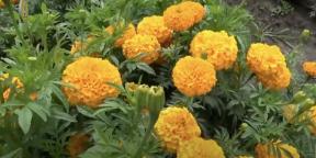 When to plant marigolds for seedlings and how to do it