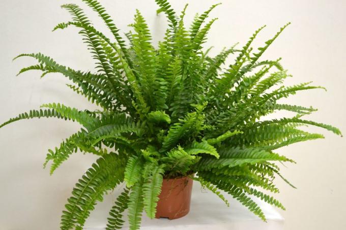 Indoor plants for air purification