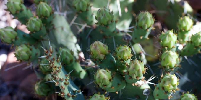 How to care for cactus: cactus buds expelled