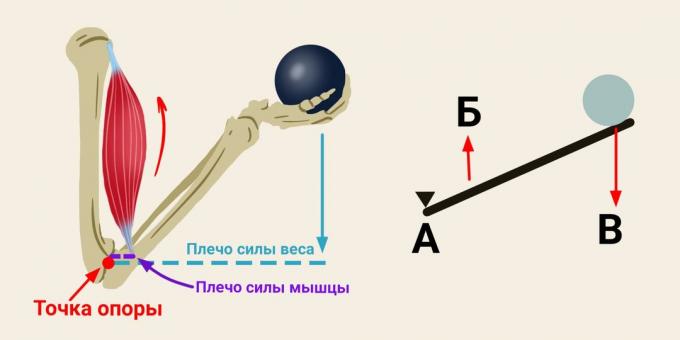 The principle of the lever arm in the biceps