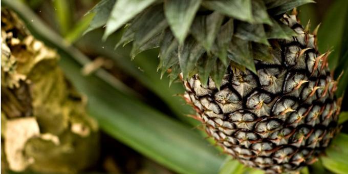 How to grow pineapple at home