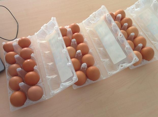 What more profitable to buy eggs