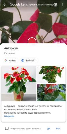 Identify types of houseplants with Google Lens