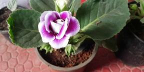 How to care for gloxinia, so she had a lot of colors