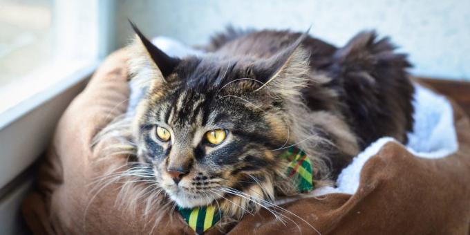 Maine Coon: conditions of detention