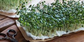 How to grow microgreens at home