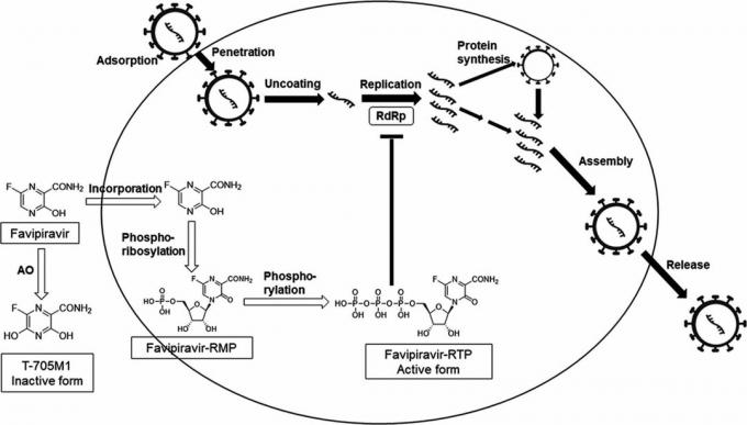 The mechanism of action of favipiravir, on the basis of which Avifavir was developed