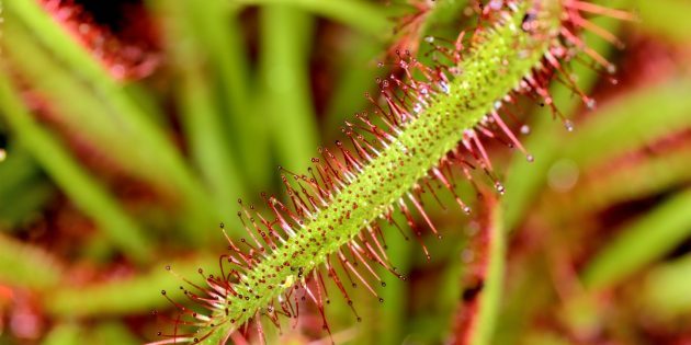 How to care for sundew