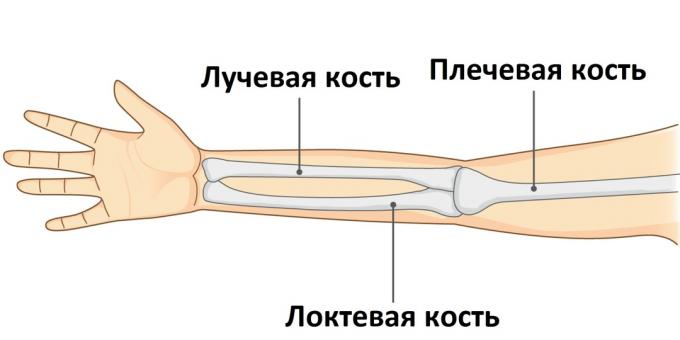 When an arm is broken, one of its three bones is injured.