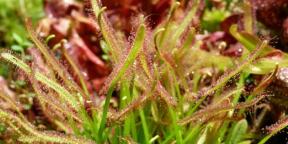 5 of carnivorous plants that can be grown at home