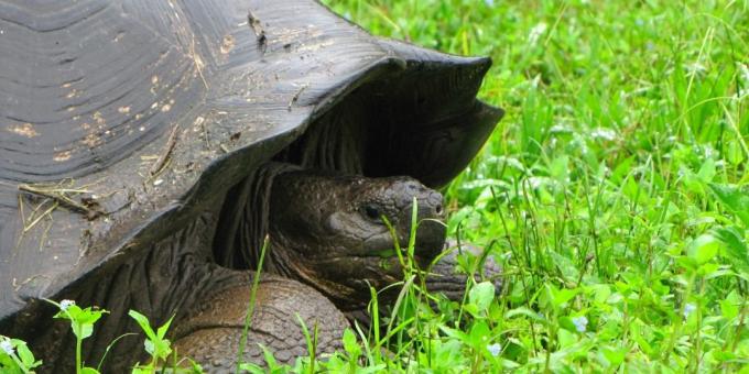 The Galapagos Islands