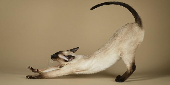 Siamese cat: breed description