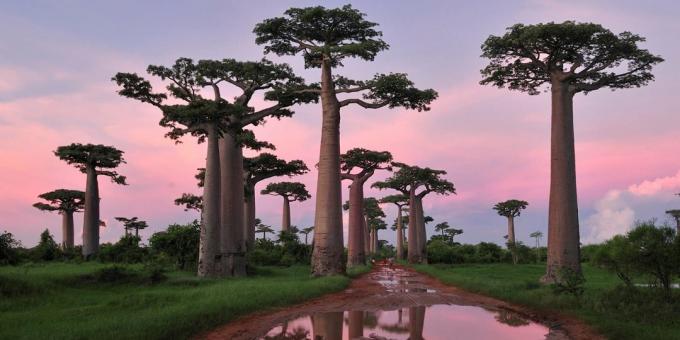 Madagascar's forests