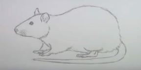 15 ways to draw a mouse or a rat