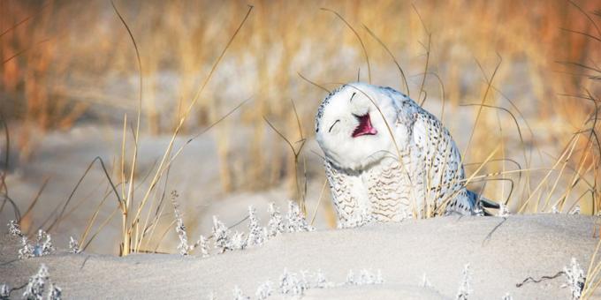 Funniest animal photos - owl