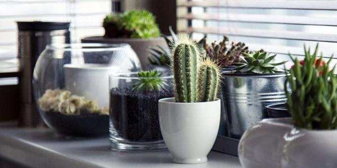 Succulents transform any window sill