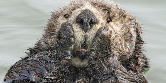 Funniest animal photos - Surprised otter