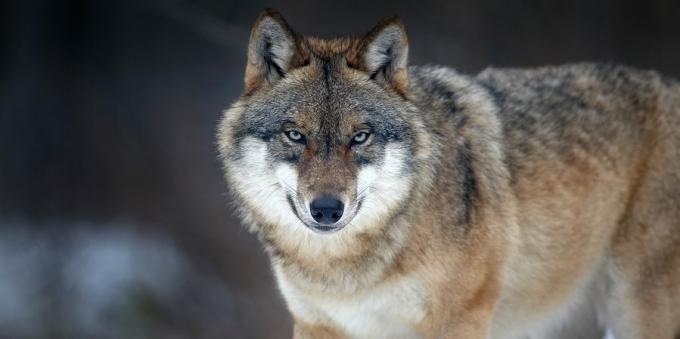 Misconceptions and interesting facts about animals: the leader leads the wolf pack