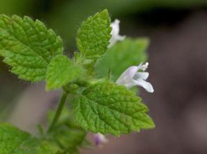 11 herbs that chase mosquitoes