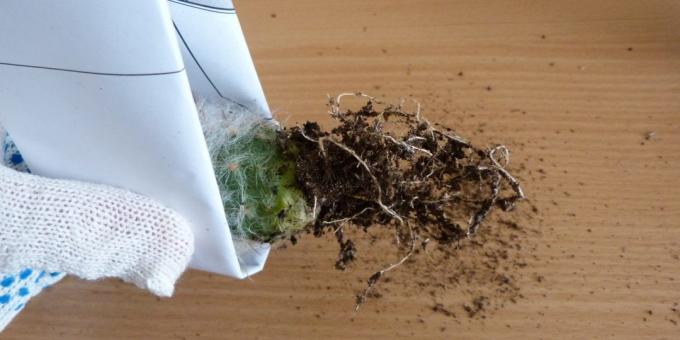 How to care for cacti root system