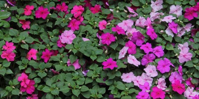 Flowers on the balcony: Impatiens