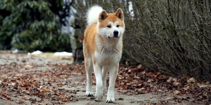 Animal Films: "Hachiko: The Most Loyal Friend"