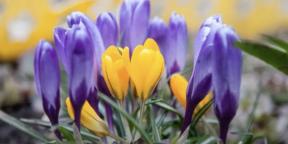 When and how to plant crocuses
