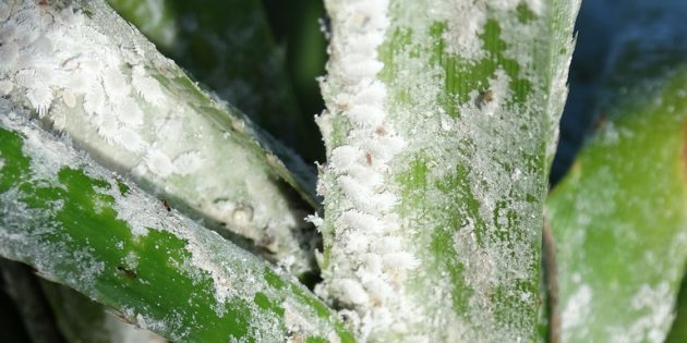 How to get rid of mealybugs