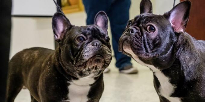 dog breed for an apartment: a French Bulldog 