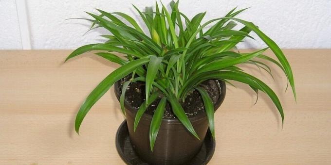 Shade house plants: Chlorophytum