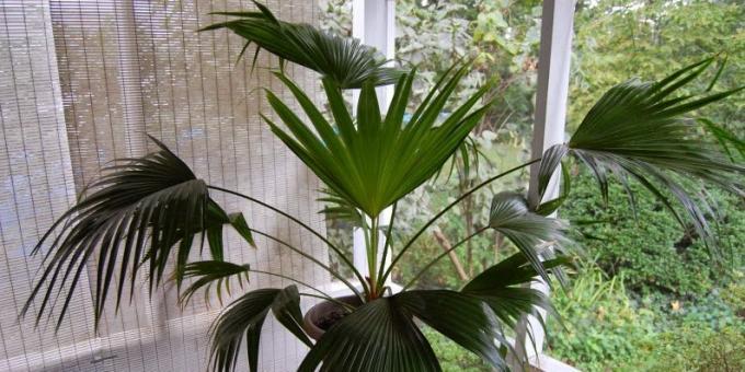 Potted palms: Livistona Chinese