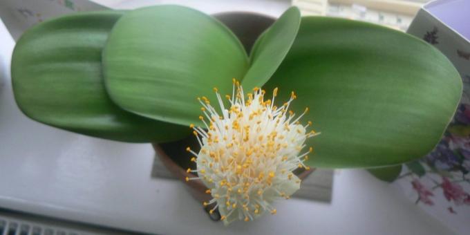 Room bulbous flowers: haemanthus