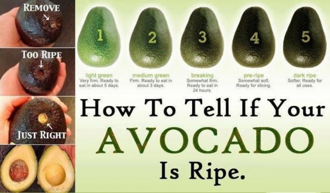how to choose an avocado