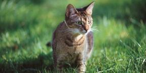 The dangerous spring for dogs and cats