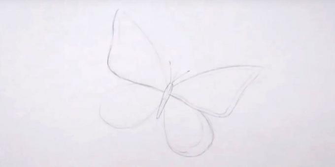 Draw the body, antennae and wings draw a border