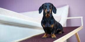 Dachshund: breed description, character, care and more