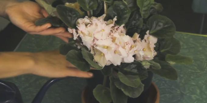 How to care for violets daily check by touch the ground in a pot