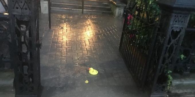 Bars and restaurants: duck in the puddle at the entrance