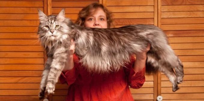 Maine Coon-record holder of the Guinness Book of Records 