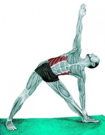 Anatomy of stretching: Triangle Pose