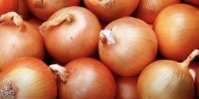 When to plant onion seeds for seedlings and how to do it correctly