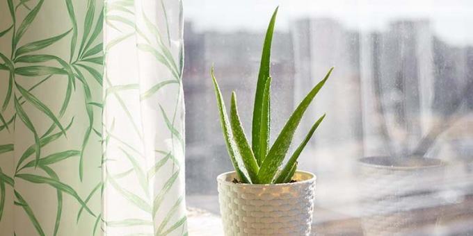 where to put aloe