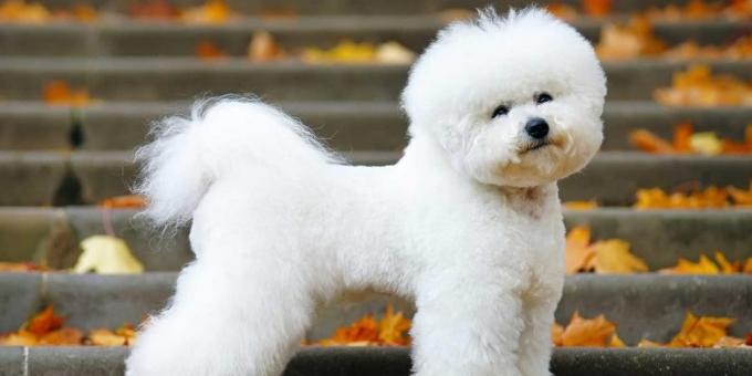 breed dogs for apartment: Bichon Frize